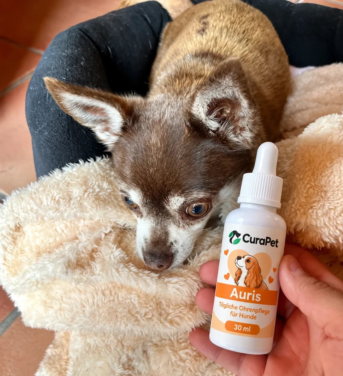 Chihuahua mit CuraPet Auris