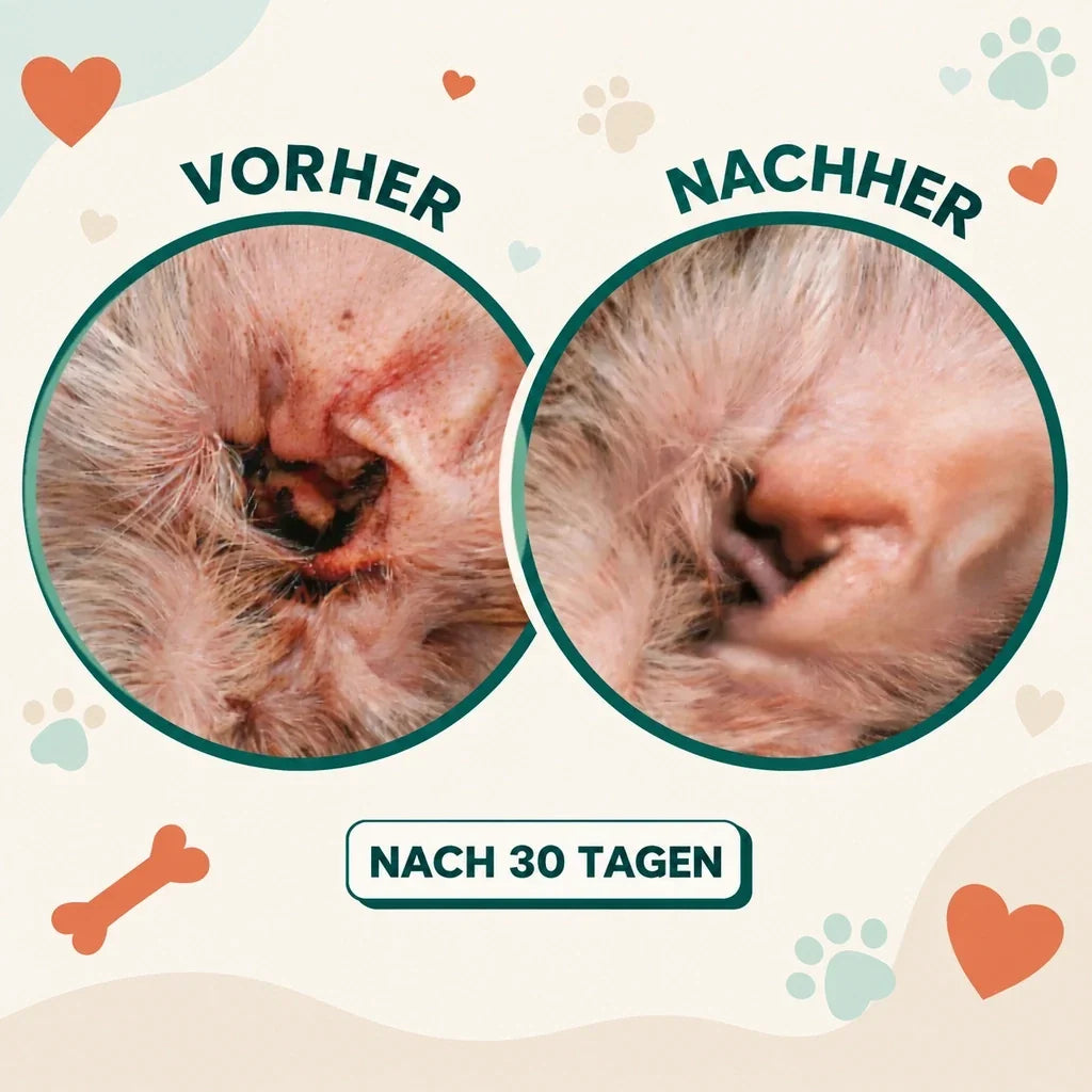 Hundeohr vorher und nachher nach 30 Tagen