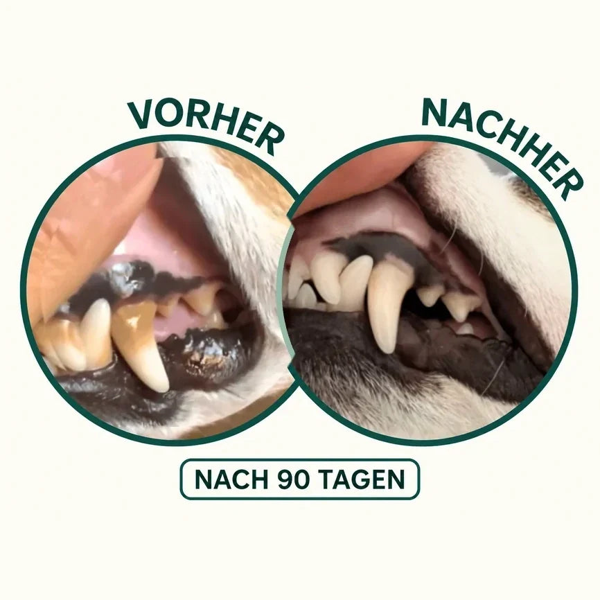 Hundezaehne vorher und nachher nach 90 Tagen
