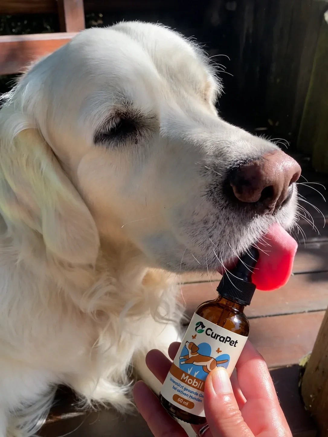 Golden Retriever bekommt CuraPet Mobil
