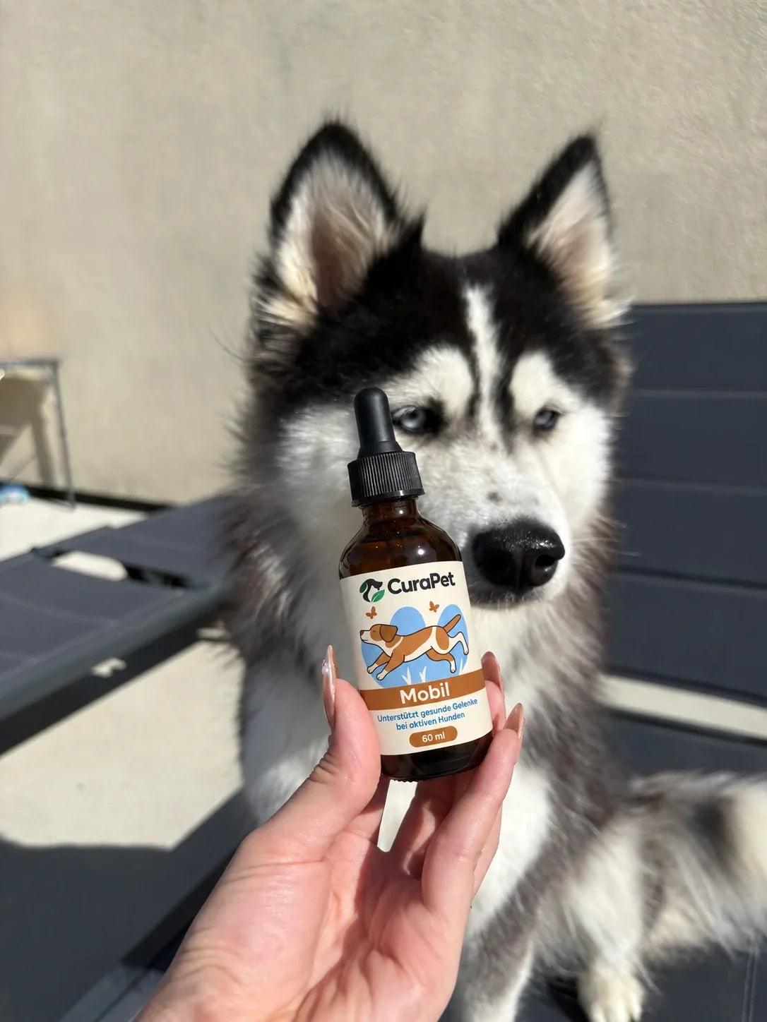 Husky mit CuraPet Mobil