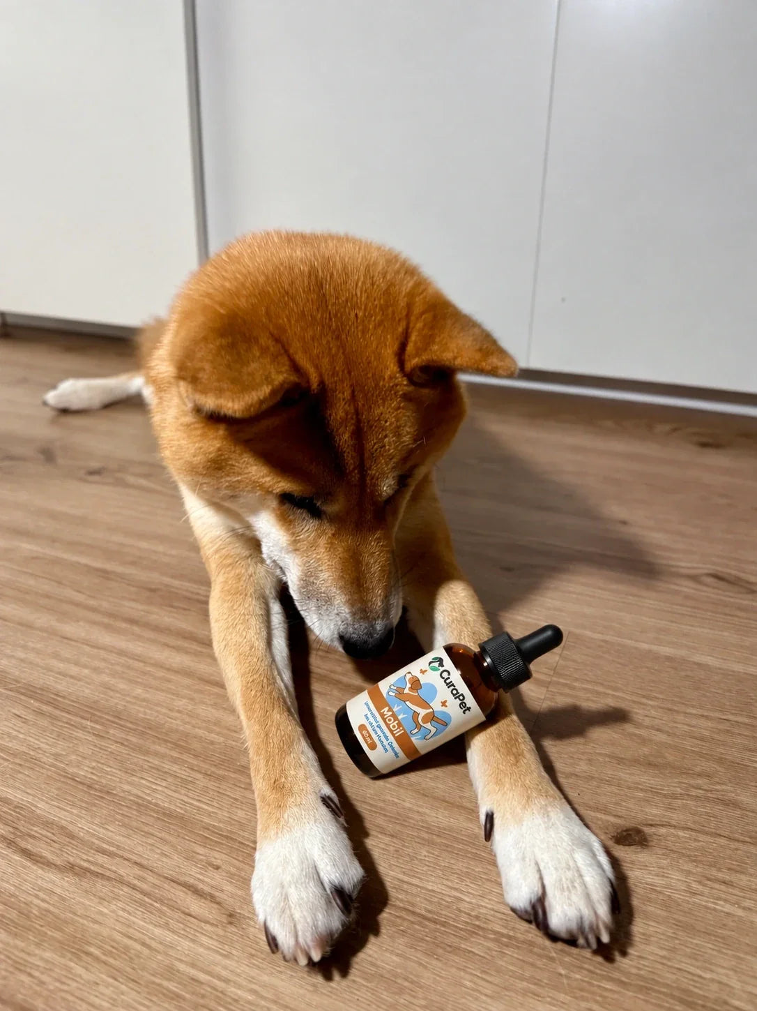 Shiba Inu mit CuraPet Mobil