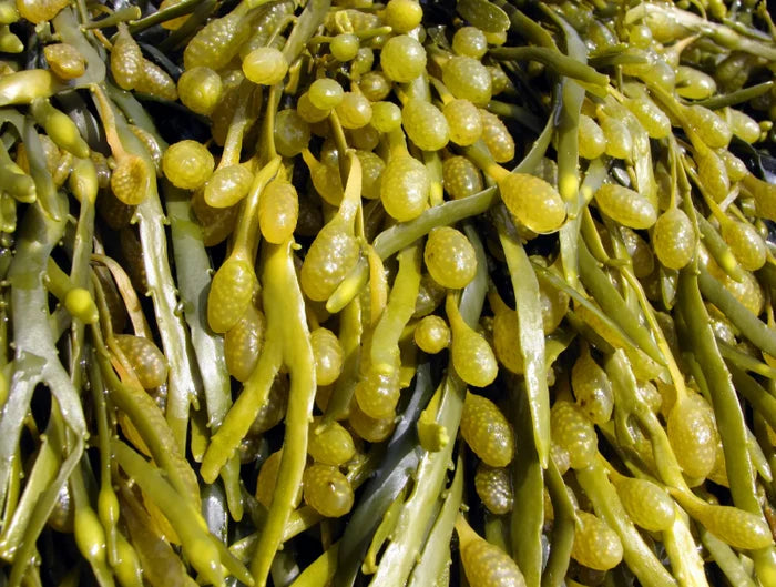 Braunalge Ascophyllum nodosum