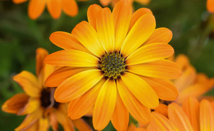 Ringelblume
